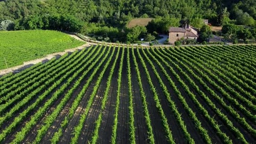 green lines of grapevines on the side of a hill in the countryside at sunset