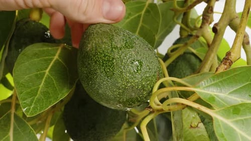 Close-up of a Male Hand Searching for Avocado Fruits in the Leaves of the Tree.