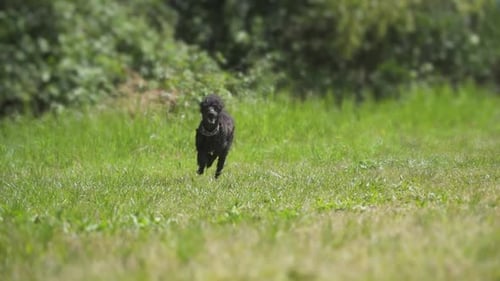 Black Poodle Dog Runs Fast in Slow Motion Between Green Plants
