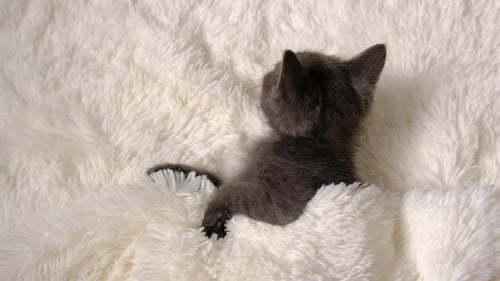 Tiny Kitten Resting Comfortably on Plush Blanket