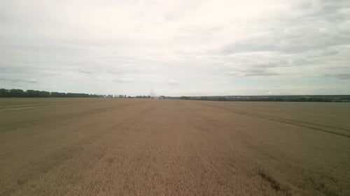 Wheat field aerial view in Ukraine