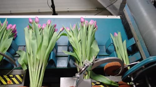 Blooming tulips pass through conveyor belt in slow motion during harvesting process