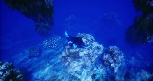 Manta Ray Gliding Gracefully Through Vibrant Coral Reef Underwater