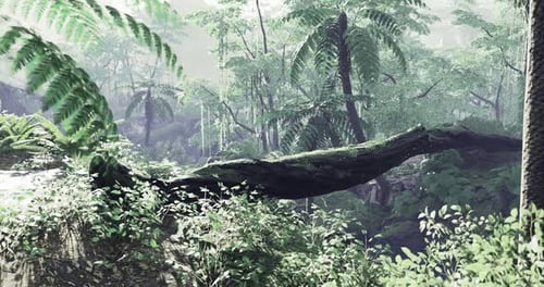 Lush Green Rainforest with Dense Foliage and Sunlight Filtering Through Trees