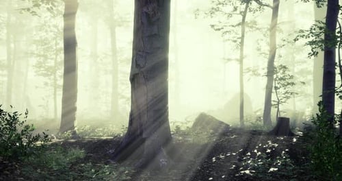 Mysterious Forest with Sunlight Filtering Through Tall Trees at Dawn