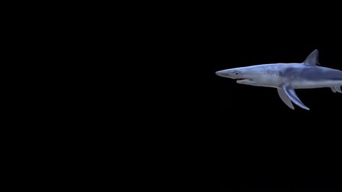 Realistic Blue Shark Swimming Animation on Alpha Channel