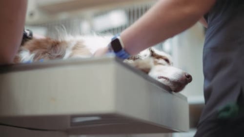 Dog getting injection before the dental surgery