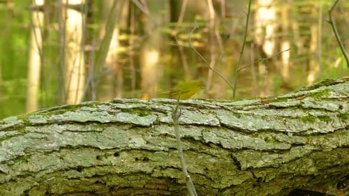 Yellow Bird Perched on Log in Forest