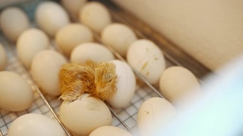 Newly Hatched Chick on Broken Egg Close Up