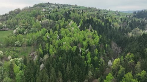 Blooming forest trees in Beskid mountains, Poland aerial view