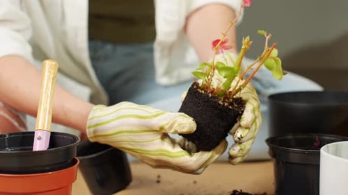 Woman Repotting Plant with Exposed Roots in Home Garden