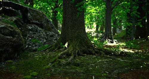 Cinematic Lush Green Forest Path Loop Animation