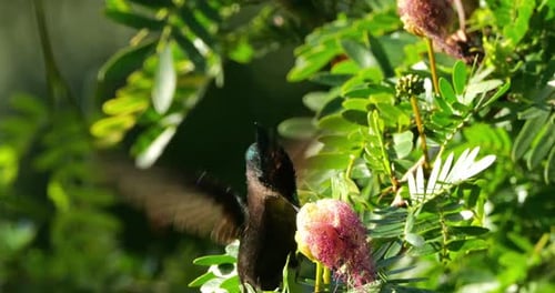 Antillean crested hummingbird (Orthorhyncus cristatus) flying and feeding at a flower on the Caribbe