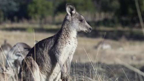 Vue latérale d'un wallaby debout et regardant attentivement autour de lui - plan rapproché