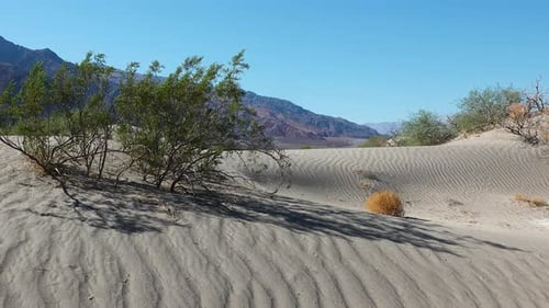 Tranquility of a midday desert, where rolling sand dunes meet sparse shrubs.
