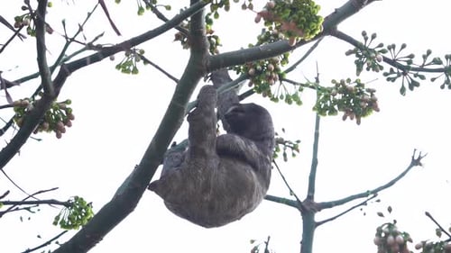 Sluggish sloth hangs passively on tree branch resting after feeding, slow motion