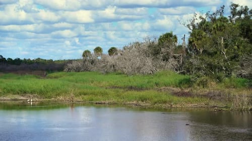 Florida State Park Wild Tropical Nature with Freshwater River and Dense Green Rainforest Jungles
