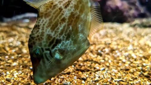 Un pez lima o Stephanolepis cirrhifer que busca alimento en el fondo arenoso del océano - cl aislado