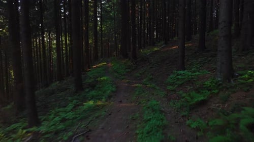 A Hiking Trail in a Wild Green Pine Forest Moves Backwards