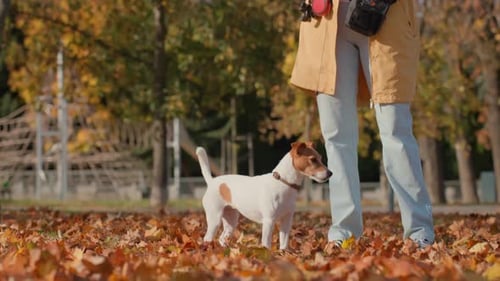 Dog Owner Training Jack Russell Terrier with Treat in Autumn Forest