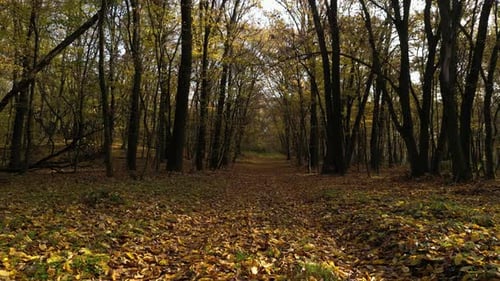 Sunny Day in a Forest in Autumn 23