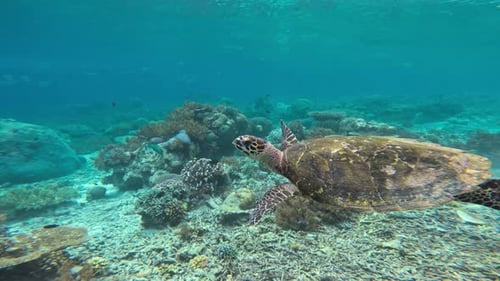 A majestic hawksbill sea turtle swimming gracefully over lush coral reef.
