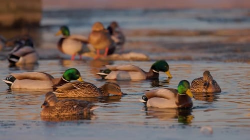 Mallard ducks glide across golden lit pond males with green heads, females in brown plumage