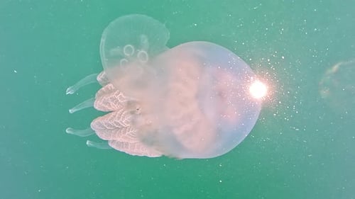 Big Jellyfish in the Sea Rhizostoma Pulmo Rhizostomatidae Floating in the Water Clear Azure Water