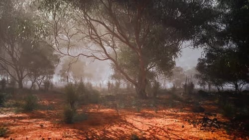 Misty Morning in an Australian Eucalyptus Forest with Vibrant Red Soil