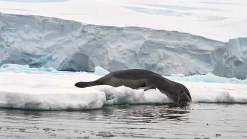 Leopard Seal resting on a floating iceberg in Antarctica