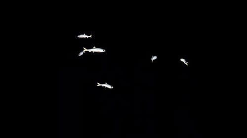 Herring Fish Swim