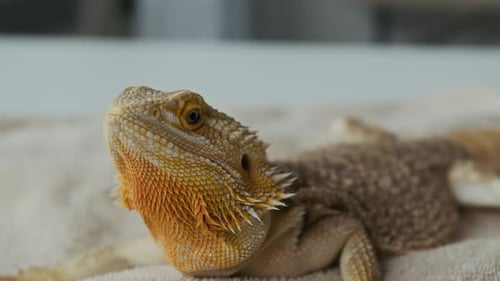 Close Up of a Cute Bearded Dragon