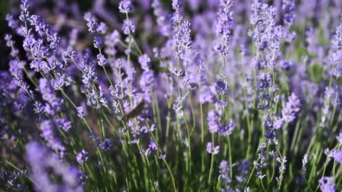 Flores florecientes de cerca del campo de lavanda