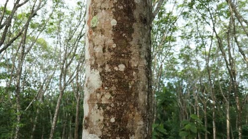 Hevea Brasiliensis, Pará Rubber Tree, Sharinga Tree, Seringueira Rubber Tree, Rubber Plant, Tree Tru
