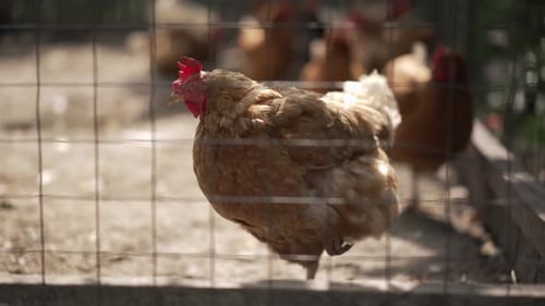 A Flock of Freerange Chickens Happily Roaming Around in a Spacious Farmyard Enclosure