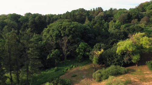 Beautiful Meadow with Green Trees in the Park