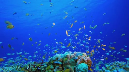 Bunte tropische Fische aus blauem Wasser