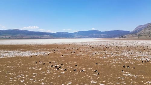 Chèvres traversant un lac asséché avec toile de fond de montagne - Vue aérienne 2K