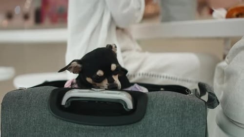 Small Dog Inside Open Suitcase With Owner