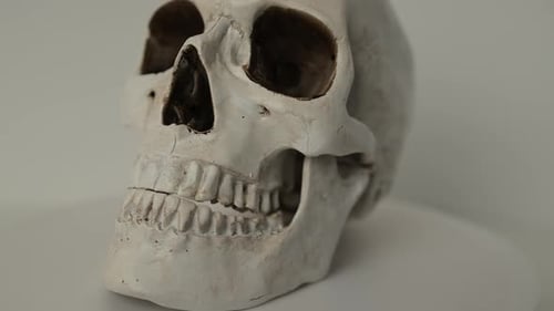 Alter menschlicher Schädel in weißer Farbe dreht sich auf heller Oberfläche, isolierter Studiohintergrund.