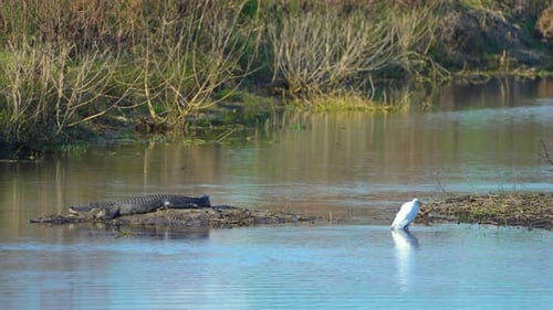 American Alligator on Lake Bank in Florida Wetlands Reptilian Predator Native to USA South