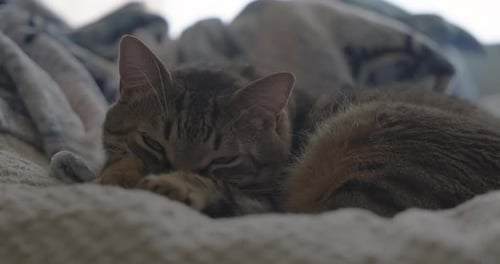 Tabby Cat Napping Peacefully on Bed Indoors