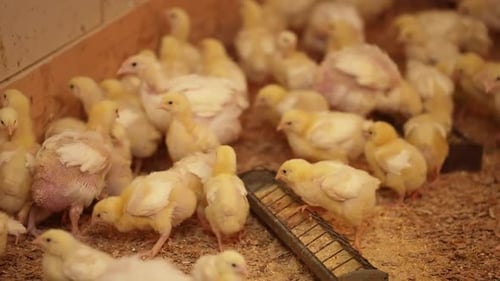 Group of Baby Chicks Feeding in a Poultry Farm