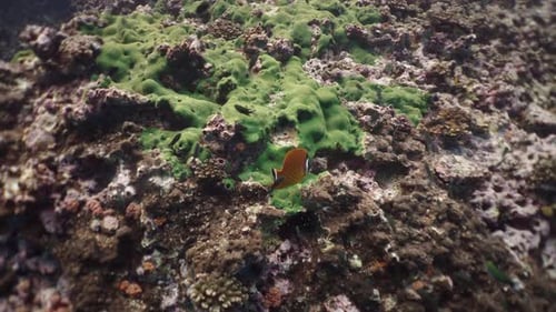 El curioso Siganus Punctatus moviéndose entre los peces