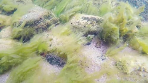 Moving green seaweed underwater summer island in Sweden