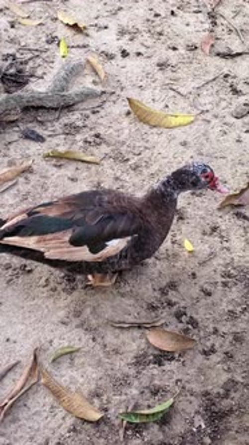 Un canard serein se promène au milieu des feuilles dans un cadre naturel paisible