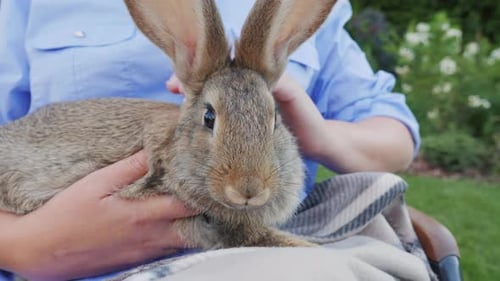 Gray Rabbit is Pet on a Blanket