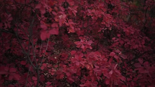 Walking Through Autumn Colors. Golden Trails of the Fall Forest. Pathway Through Autumn Leaves