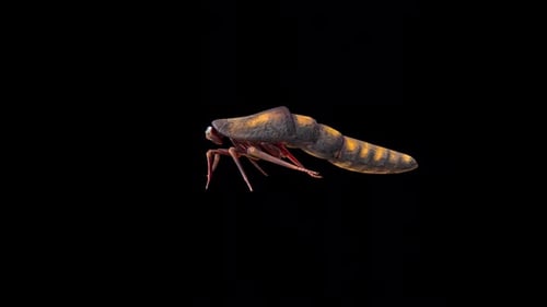 Arachnid Cockroach Idle