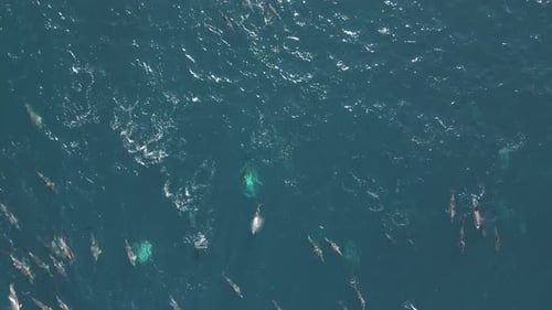 Many playful pod of dolphins swim quickly, jumping out of water in the Pacific Ocean coastline at Ma